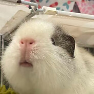 zzzzzzc