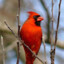 Cardinal