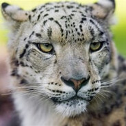 理塘最強の芝士雪豹