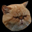 the cat from garfield