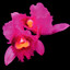 Orchid