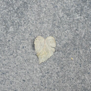 新手女玩家坑了别骂