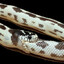 Snake stressed
