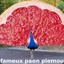 Paon Plemousse