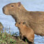 Capivara deu barra