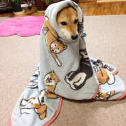 CharlieDWG