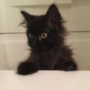 永恒大陆捡破烂