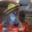 Gato Alcoólatra