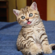 ОБКУРЕНАЯ ШЕРСТЬ