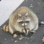 Phat Trashpandaru