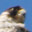 peregrine