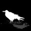 White Raven