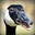 CanadianGoose
