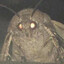 Mothnyx