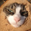 Bread_Cat