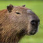 Capybara