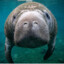 hugh manatee