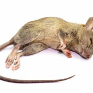 Master Splinter