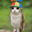 Yahudi Meowl