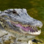 ALEGATOR