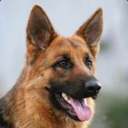 像我这样的老男人