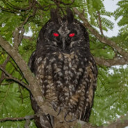 Bobyta