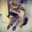 harles the racoon king