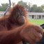 Orangutan Driving a Golf Cart