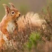 Squirrel127