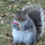 Nut King