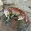 Crab wid a doobie