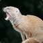 Mongoose