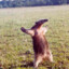 ANTEATER