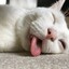 drugged meow