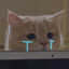 1meo`ngu