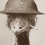 Admiral_Emu