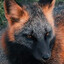 PolygonFox