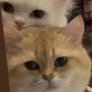 大强尾巴去哪了DQ