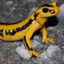 YellowNewt