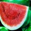 Watermelon_Flesh