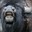 _bison