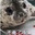 Leopard_0614