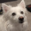 Doggo