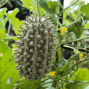 ДИКИЙ АГУРЕЦ