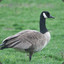 The Canadian Goose