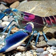 ต้มยำกุ้ง