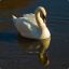 .Le Cygne