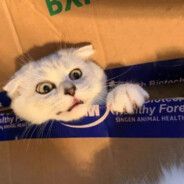 已经脱单的合鸟