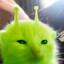 alien cat