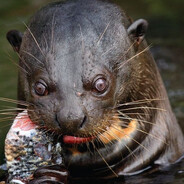 Scary Otter avatar